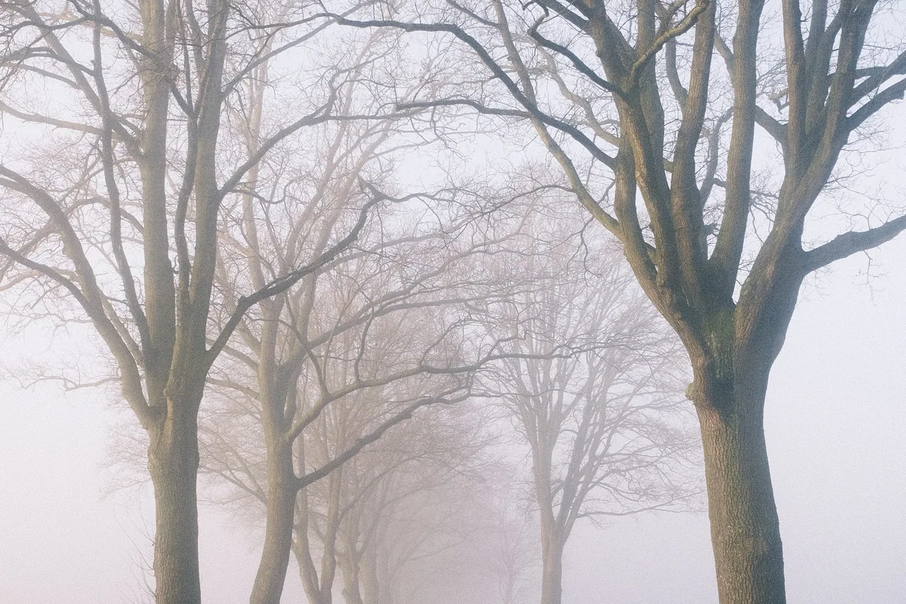 Empty tree-lined road disappearing into pale fog.