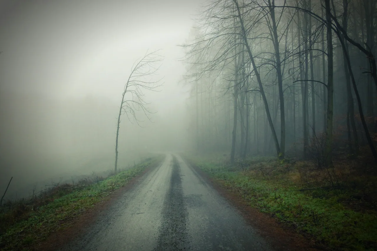 Rural road, fence, and bare trees softened by fog.